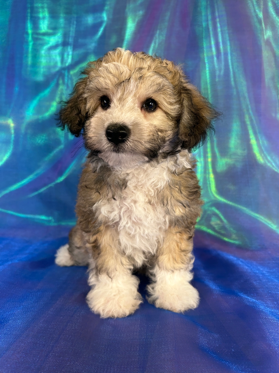 Male Miniature Schnoodle Puppy for Sale DOB 5-30-2026 $950